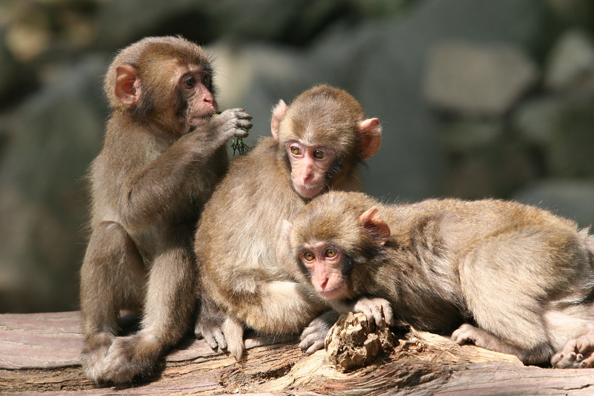 Takasakiyama Nature Zoo